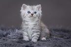 Highlander Kitten