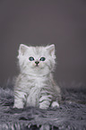 Highlander Kitten