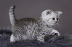 Highlander Kitten