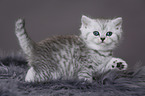 Highlander Kitten