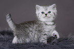 Highlander Kitten