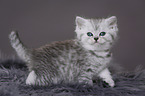 Highlander Kitten