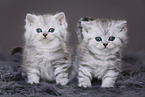 Highlander Kitten