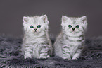 Highlander Kitten