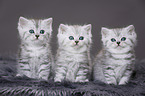 Highlander Kitten