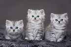 Highlander Kitten
