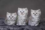 Highlander Kitten
