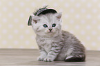 Highlander Kitten
