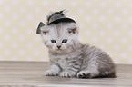 Highlander Kitten