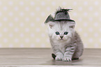 Highlander Kitten