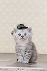 Highlander Kitten