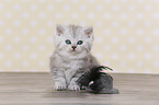 Highlander Kitten