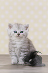 Highlander Kitten