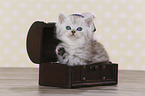 Highlander Kitten