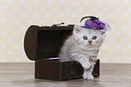 Highlander Kitten