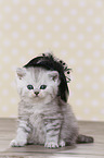 Highlander Kitten