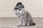 Highlander Kitten
