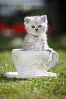 Highlander Kitten