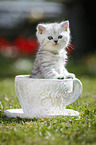 Highlander Kitten