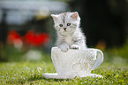 Highlander Kitten
