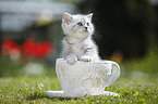 Highlander Kitten