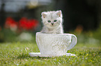 Highlander Kitten