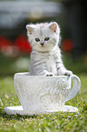 Highlander Kitten
