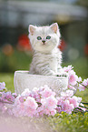 Highlander Kitten