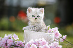 Highlander Kitten