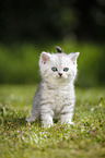 Highlander Kitten