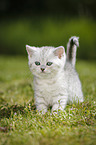 Highlander Kitten