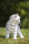 Highlander Kitten