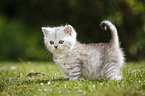 Highlander Kitten