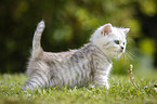 Highlander Kitten