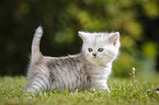 Highlander Kitten