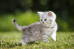 Highlander Kitten