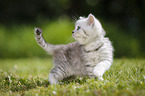 Highlander Kitten