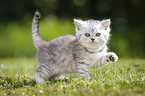 Highlander Kitten