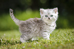 Highlander Kitten