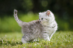 Highlander Kitten