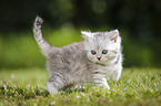 Highlander Kitten