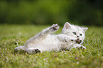 Highlander Kitten