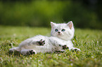 Highlander Kitten