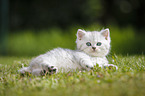 Highlander Kitten