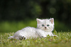 Highlander Kitten