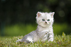 Highlander Kitten