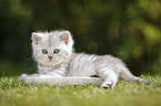 Highlander Kitten