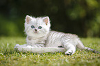 Highlander Kitten