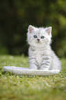 Highlander Kitten