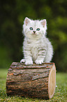 Highlander Kitten